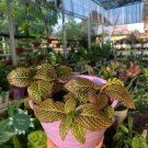 Live Plant - Fittonia 'Red' Plant Plant - Home Garden Plant EBER