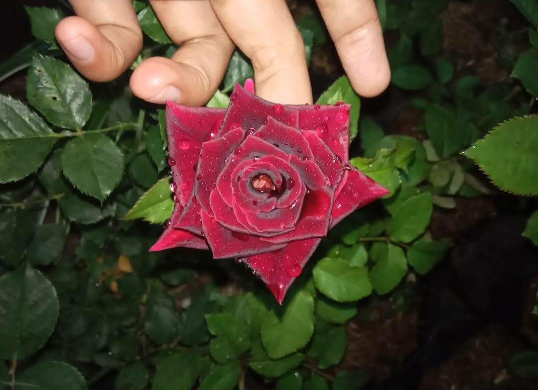 Live Plant - Don Juan Live Climbing Rose Plant - Home Garden Plant EBER