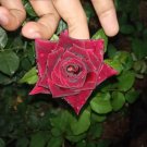 Live Plant - Don Juan Live Climbing Rose Plant - Home Garden Plant EBER