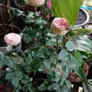 50 Seeds Plant - Perennial Damask Rose Bush Plant - Home Garden Plant EBER