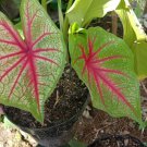 Live Plant - Caladium Bicolor Leaf Queen Plant - Home Garden Plant EBER