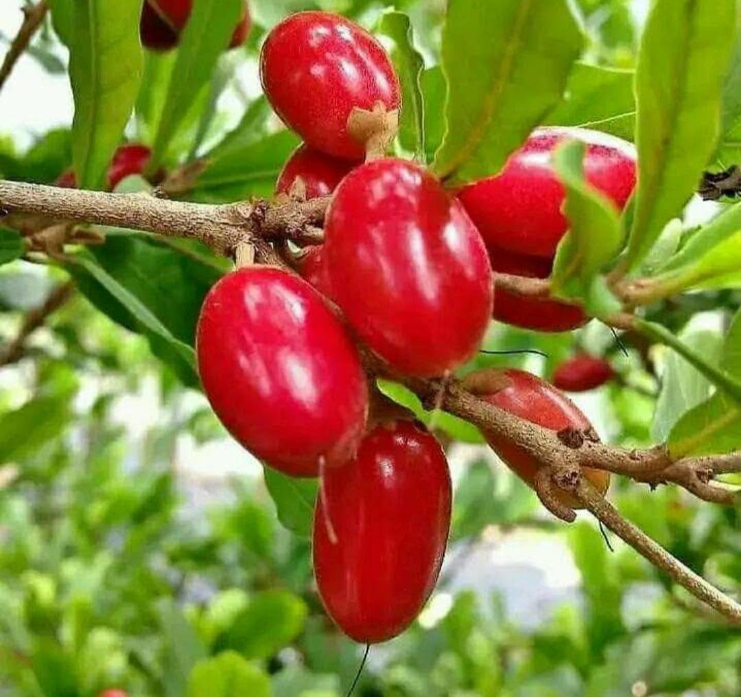 Live Plant - Miracle Fruit Plant Synsepalum dulcificum Plant - Home Garden Plant EBER