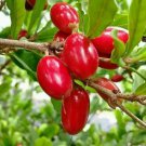 Live Plant - Miracle Fruit Plant Synsepalum dulcificum Plant - Home Garden Plant EBER