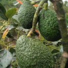 Live Plant - Organic Hass Avocado Plant - Home Garden Plant EBER