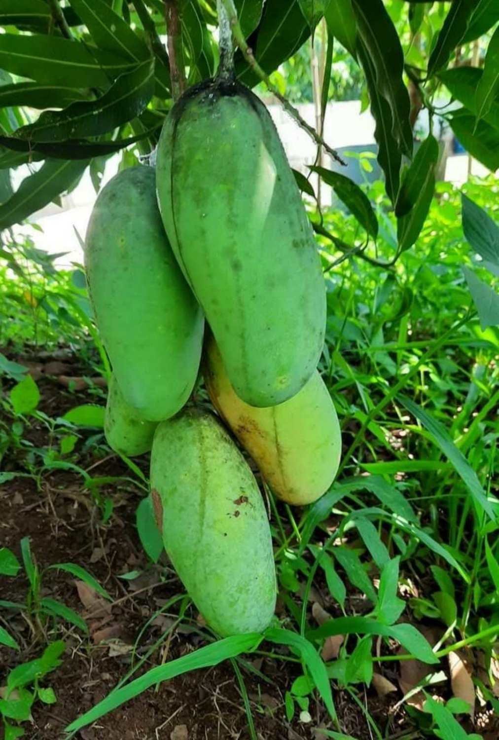 Live Plant - Keiit mango live fruit tree Plant - Home Garden Plant EBER