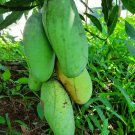 Live Plant - Keiit mango live fruit tree Plant - Home Garden Plant EBER