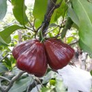Live Plant - Red Jambu Wax pumerose pomarosa fruit tree Plant - Home Garden Plant EBER
