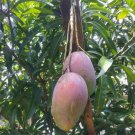 Live Plant - Palmer mango fruit tree Plant - Home Garden Plant EBER