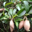 Live Plant - SAPODILLA (Manilkara zapota) Cactus Plant - Home Garden Plant EBER