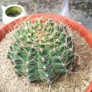 20 Seeds Plant - Gymnocalycium saglionis Cactus Plant - Home Garden Plant EBER