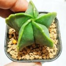 Live Plant - Astrophytum Myriostigma Cactus Plant - Home Garden Plant EBER