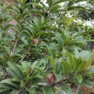 Live Plant - Sapote Manilkara Zapota Plant - Home Garden Plant EBER