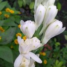 5 Bulbs Plant - Fragrant Polianthes tuberosa Plant - Home Garden Plant EBER