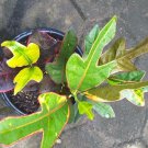 Live Plant - Croton Magnificent Plant - Home Garden Plant EBER