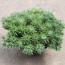 Live Plant - Abromeitiella Chlorantha Cactus Plant - Home Garden Plant EBER