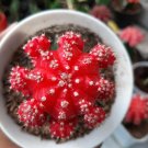 Live Plant - Gyncocaleum Mihanovichii Red Moon Cactus Plant - Home Garden Plant EBER