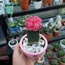 Live Plant - Gyncocaleum Mihanovichii Rubra Moon Cactus Plant - Home Garden Plant EBER