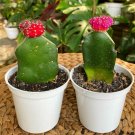 Live Plant - Gyncocaleum Mihanovichii Red Pink Moon Cactus Plant - Home Garden Plant EBER