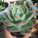 Live Plant - Rare Echeveria Museli Plant - Home Garden Plant EBER