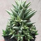 Live Plant - Astroloba Herrei Clusters Plant - Home Garden Plant EBER