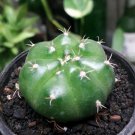 Live Plant - Gymnocalycium horstii Cactus Plant - Home Garden Plant EBER