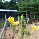 Cutting Plant - Stunning Yellow Plumeria Cutting Plant - Home Garden Plant EBER