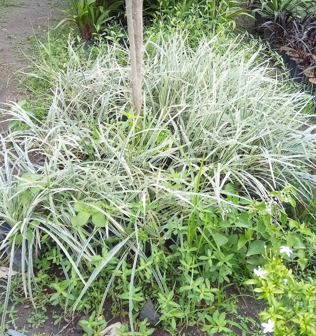 Live Plant - Liriope 'Variegated' Grass Plant - Home Garden Plant EBER