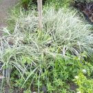 Live Plant - Liriope 'Variegated' Grass Plant - Home Garden Plant EBER