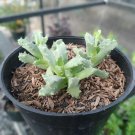 Live Plant - Tiger Jaw Faucaria Tigrina Plant - Home Garden Plant EBER