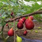 Live Plant - Magnolia Fig - Ficus carica - Home Garden Plant EBER