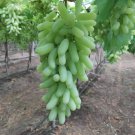 Live Plant - Japanese Gold Finger Grape Plant - Home Garden Plant EBER