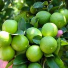 100 Seeds Plant - Citrus aurantifolia key lime Mexican lime Plant - Home Garden Plant EBER