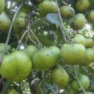Live Plant - Black Sapote live tree - Home Garden Plant EBER