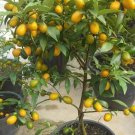 Live Plant - Nagami Kumquat live tree - Home Garden Plant EBER