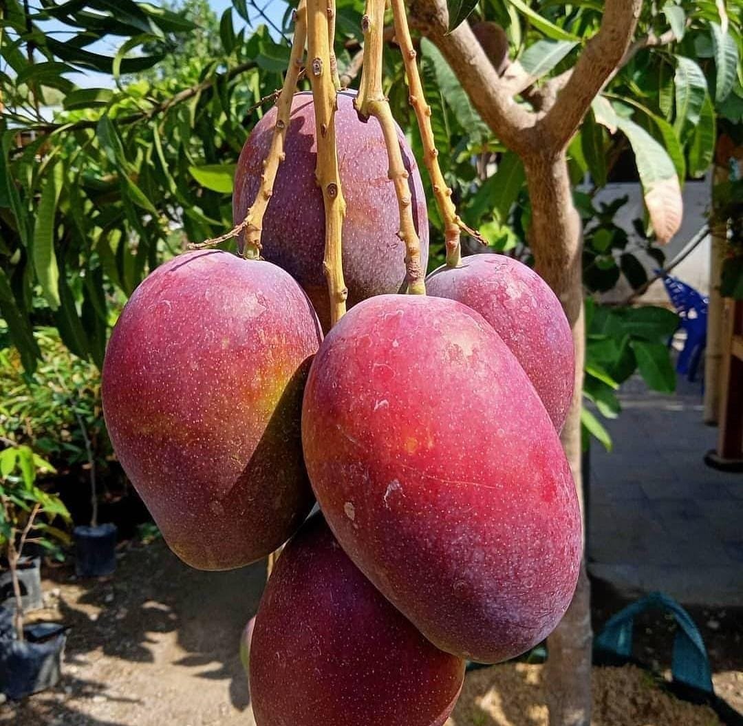 Live Plant - Palmer Mango live tree - Home Garden Plant EBER
