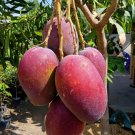Live Plant - Palmer Mango live tree - Home Garden Plant EBER