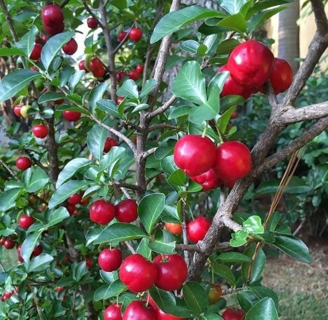 Live Plant - Cherry Barbados live tree - Home Garden Plant EBER