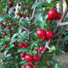 Live Plant - Cherry Barbados live tree - Home Garden Plant EBER