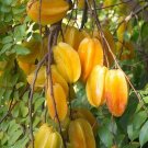 Live Plant - Averrhoa carambola live tree - Home Garden Plant EBER