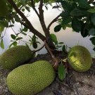 Live Plant - Jackfruit Artocarpus live tree - Home Garden Plant EBER