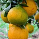 Live Plant - Dekopon Fruit live tree - Home Garden Plant EBER