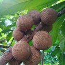 Live Plant - Mammea Americana Fruit live tree - Home Garden Plant EBER