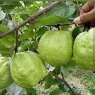Live Plant - Psidium Guajava Pearl Guava Fruit live tree - Home Garden Plant EBER