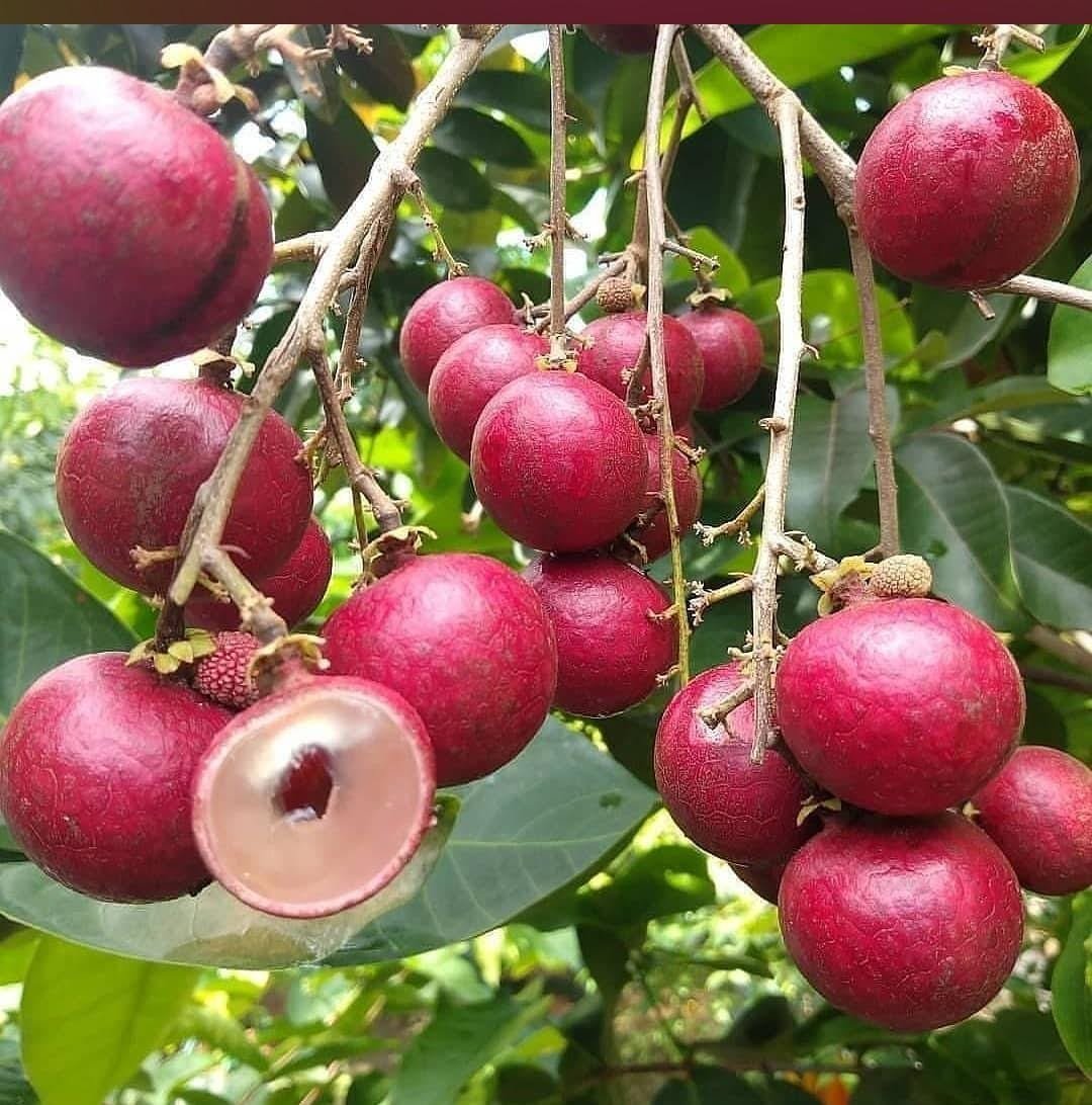 Live Plant - Red Ruby Longan Fruit live tree - Home Garden Plant EBER