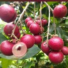 Live Plant - Red Ruby Longan Fruit live tree - Home Garden Plant EBER