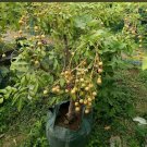 Live Plant - Longan tree Fruit live tree - Home Garden Plant EBER