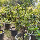 Live Plant - Sapote Manilkara Zapota Fruit live tree - Home Garden Plant EBER