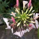 100 Seeds Plant - Rocky Mountain Cleome Serrulata Fruit live tree - Home Garden Plant EBER
