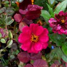 100 Seeds Plant - Zinnia Red Flower Plant - Home Garden Plant EBER