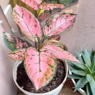 Live Plant - Aglaonema Pink Flower live tree - Home Garden Plant EBER